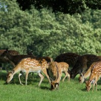 Sika Deer